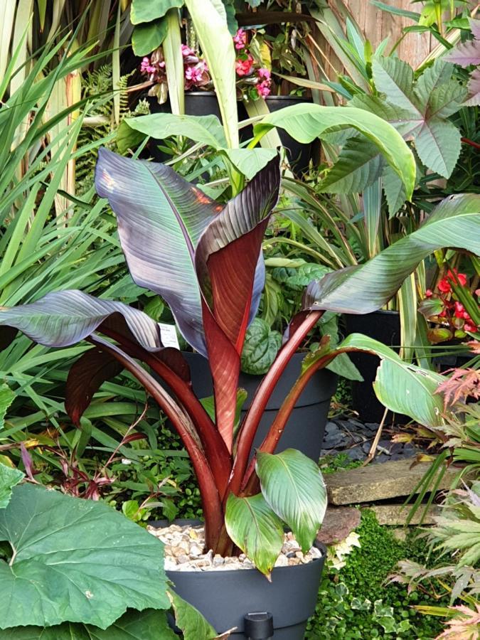 Tropical Garden Oasis Rooms Birmingham Eksteriør bilde