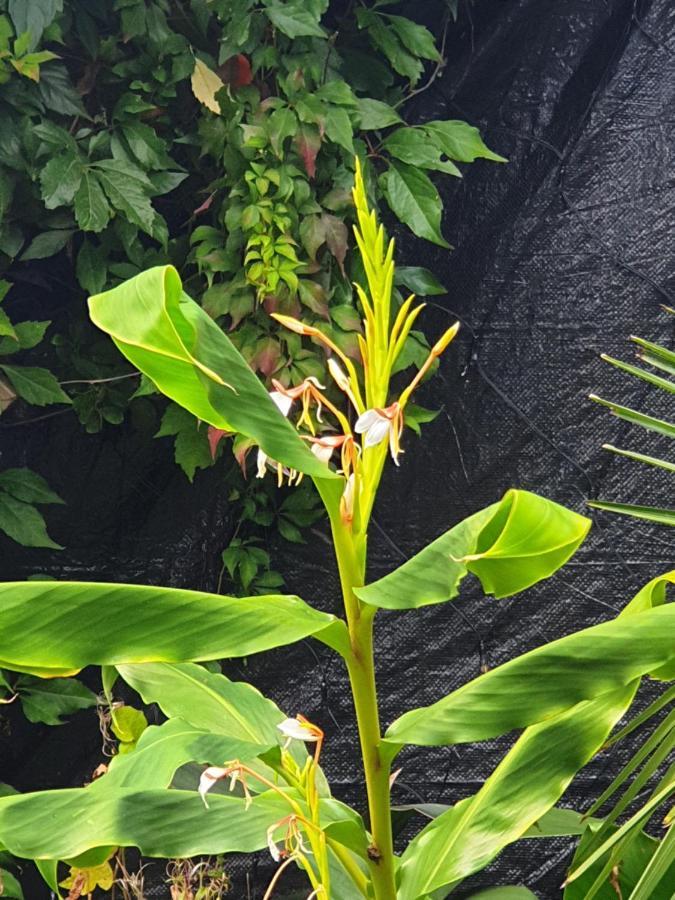 Tropical Garden Oasis Rooms Birmingham Eksteriør bilde