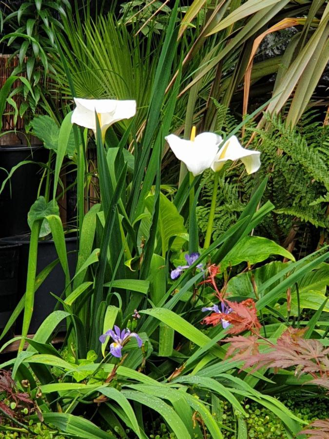 Tropical Garden Oasis Rooms Birmingham Eksteriør bilde