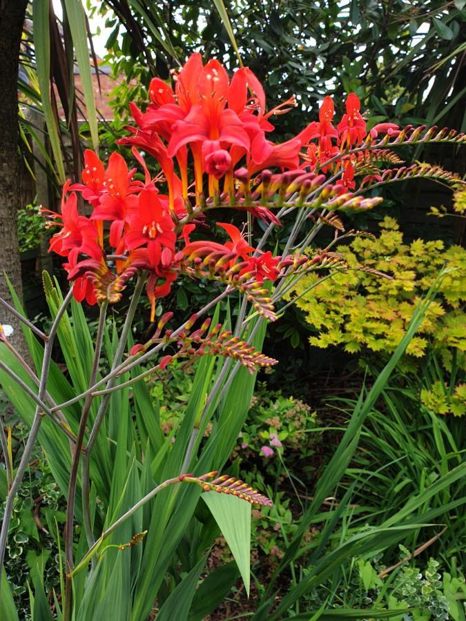Tropical Garden Oasis Rooms Birmingham Eksteriør bilde