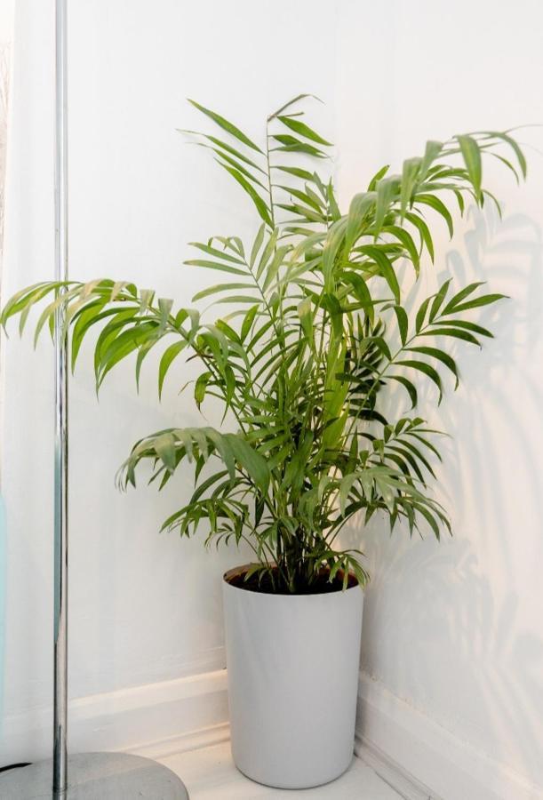 Tropical Garden Oasis Rooms Birmingham Eksteriør bilde
